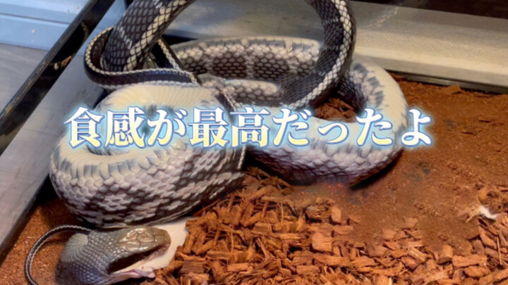 Watch A Vietnam Beauty Rat Snake Devour A Rat!