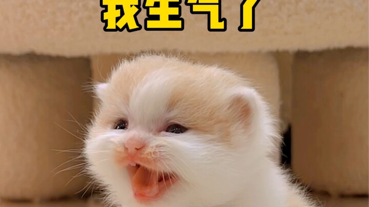บนหัวมีกลไกอะไรอยู่เหรอ? ไม่ยอมให้จับเลยสักที