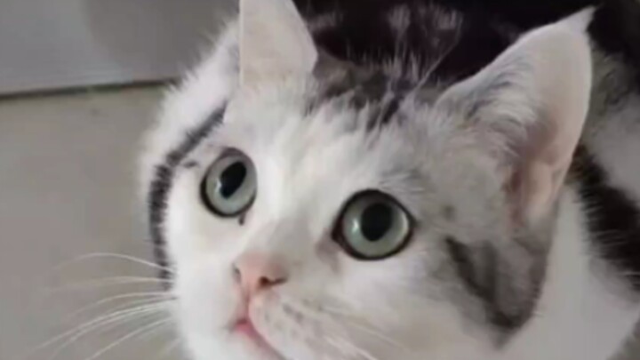It seems cats really do have very good tempers.