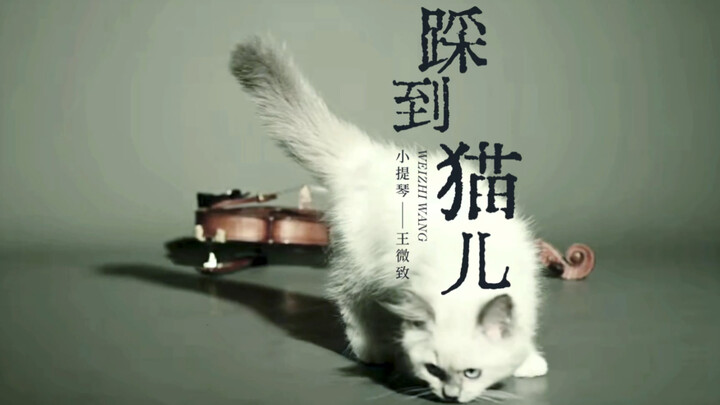 《踩到猫儿》大家熟悉但是不知道名字的曲子