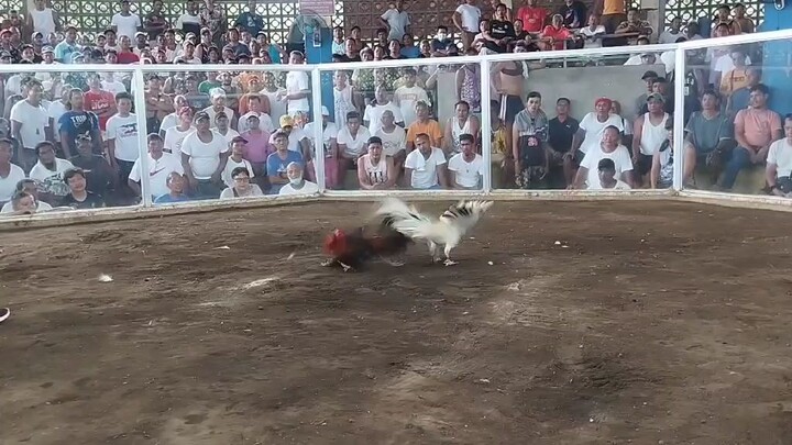 fly high,tatlong tuka