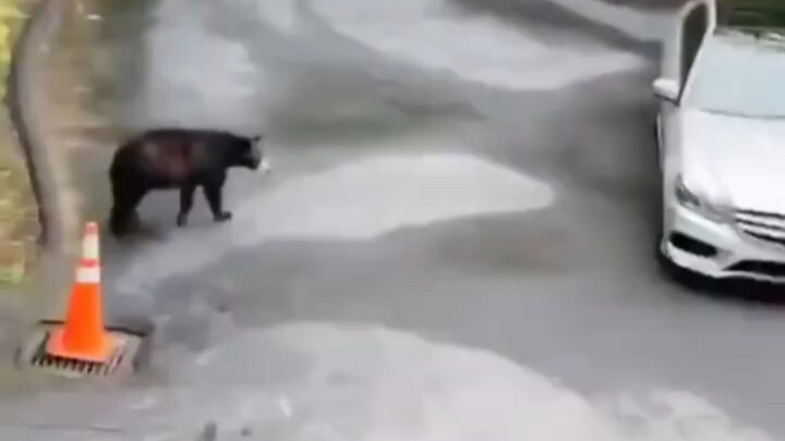 Bear: I was freaking out at the time.