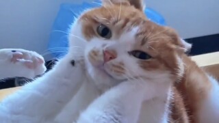 "Setelah menonton, suasana hatimu akan membaik ~"