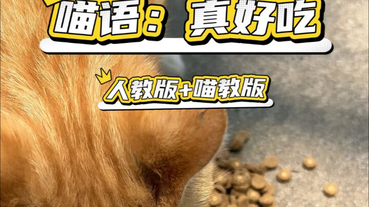 Cat Language Practical Tutorial! How do you say “Cat Language is so delicious”? Learn it fast!