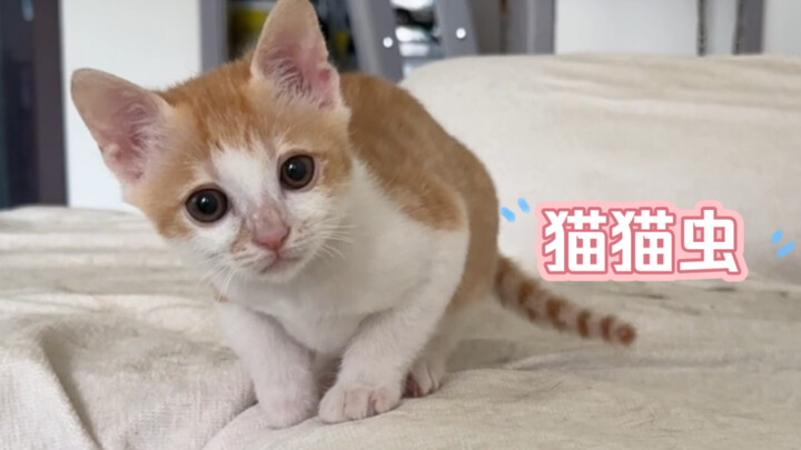 Today is “Goubuli” baby