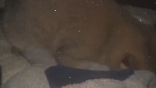 猫：“关你P事”