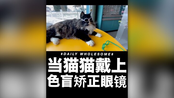 When cats put on color-blind correction glasses
