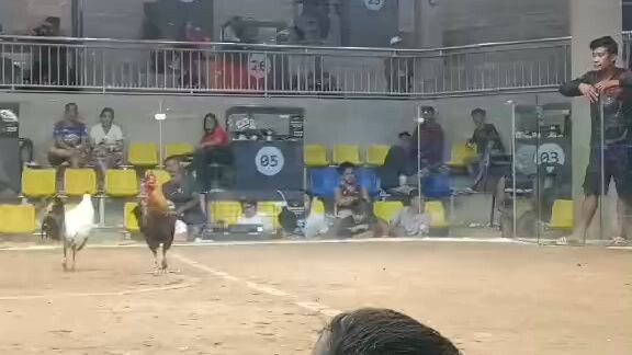 bulik Amin vs kanawayon