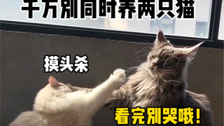 千万别养两只猫～真的会被虐哭！