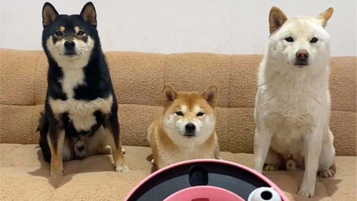 Dog Intelligence Toy