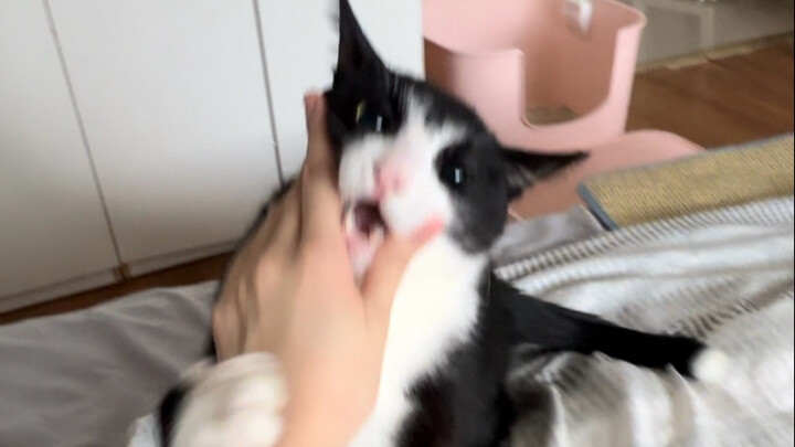 ไม่ว่าจะทะเลาะกันหรือชกต่อย แมวคาวบอยของฉันก็ไม่เคยยอมใครเลย