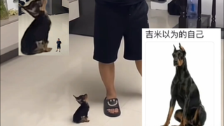 狗“保护大拇哥，还是小拇哥”