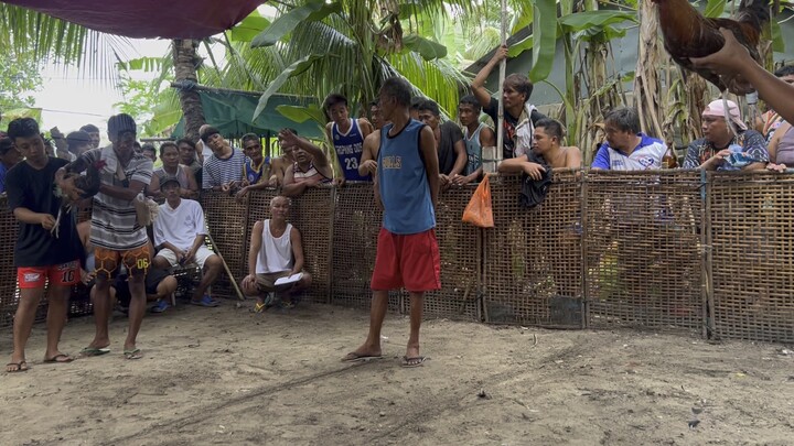 Accurate and power #own breed# super gold.