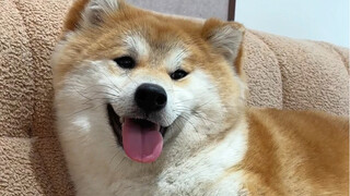 How to protect the dog's bones?