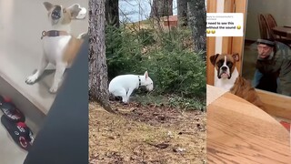 狗吓狗，真的会吓死狗的
