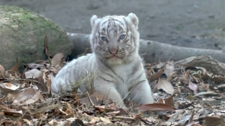 Such a cute little milk tiger—how could anyone not be smitten?