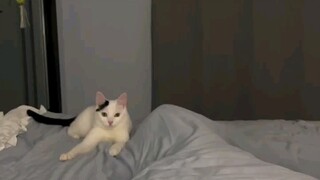 Bất cứ ai đã từng nuôi mèo đều phải làm điều này, hahahaha