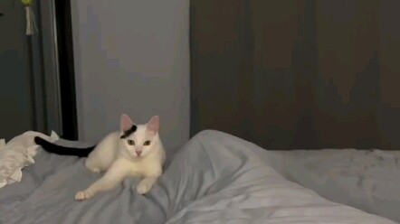 养过猫的都应该这样干过吧，哈哈哈哈