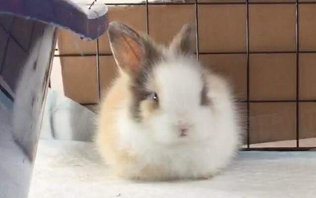 Rabbit 0v0