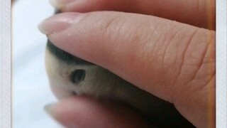 When you're gently touching a little bird and suddenly stop...