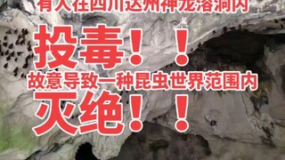 Illegal Insect Hunter x Hunter poisons Shenlong Cave in Dazhou, Sichuan, deliberately causing an ins