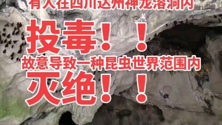 Illegal Insect Hunter x Hunter poisons Shenlong Cave in Dazhou, Sichuan, deliberately causing an ins