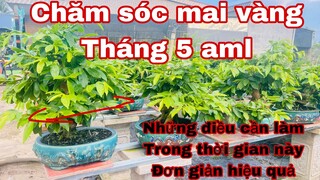 chăm sóc mai vàng tháng 5 _ mai vàng cần làm gì trong thời gian này