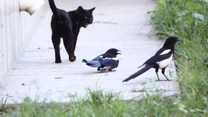 🐈‍⬛😾: ไปเลย! พวกเธอรบกวนมากเลยนะ~