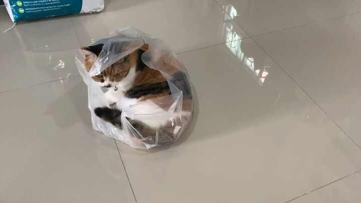 แมวถุง ของเล่นดีๆไม่เล่น