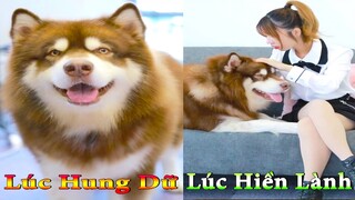 Dương KC | Gấu Alaska Gia Gia #5 | chó thông minh đáng yêu | funny cute smart dog pets | Thú Cưng TV