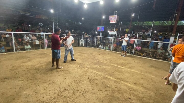 2.2m ilimenation, 5 cock-bullstag derby (win)