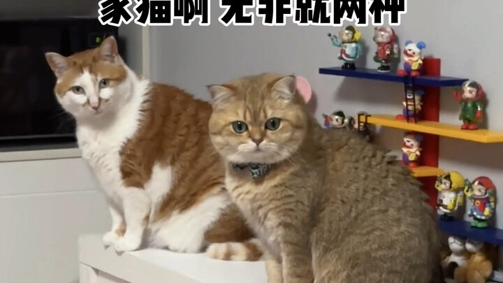 Cats express their love in different ways