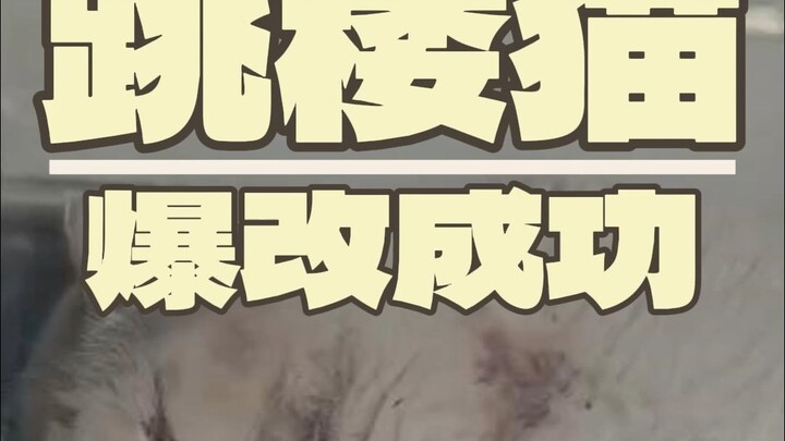 What are the chances of a cat surviving a fall from a building?