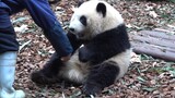【大熊猫和花】饲养员:这次把小苹果藏好，不然又……