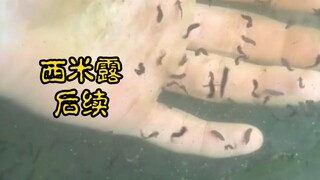 你们要的后续来了 西米露都快出来了