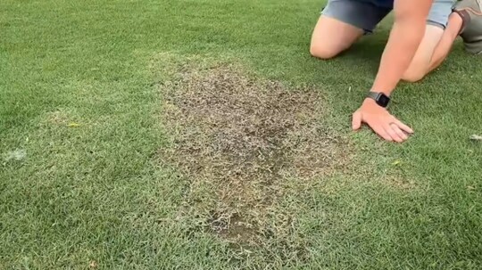 A netizen noticed a patch of bare ground in their lawn and decided to dig to see what was there… and