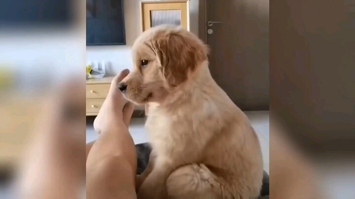 Aku tidak akan membiarkanmu hidup tanpa benda kecil nan lucu itu.