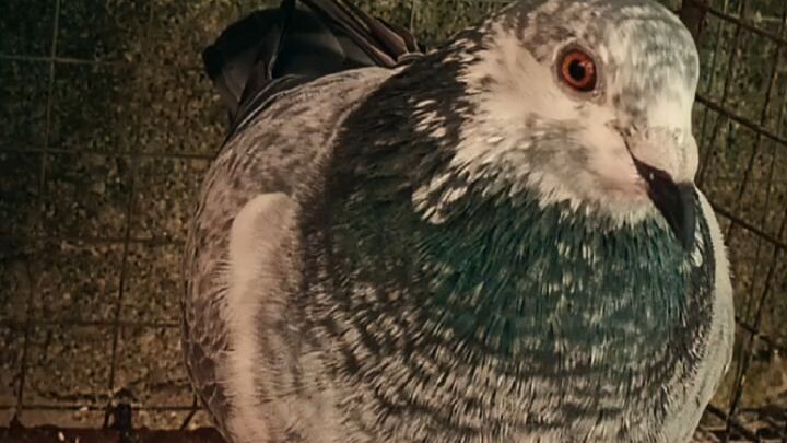 breeder for ndr tarlac 2026 #crpc #mcrpfc