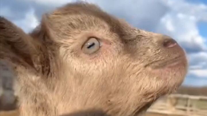 Cute Russian Kid Goat