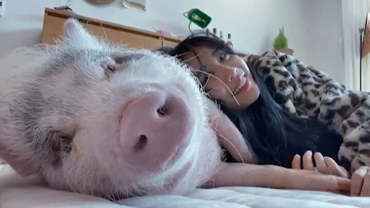 Daily life of little sister and pet piggy...