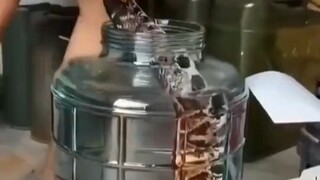 制作五步蛇酒！实在危险！一不小心蛇就窜出来了！