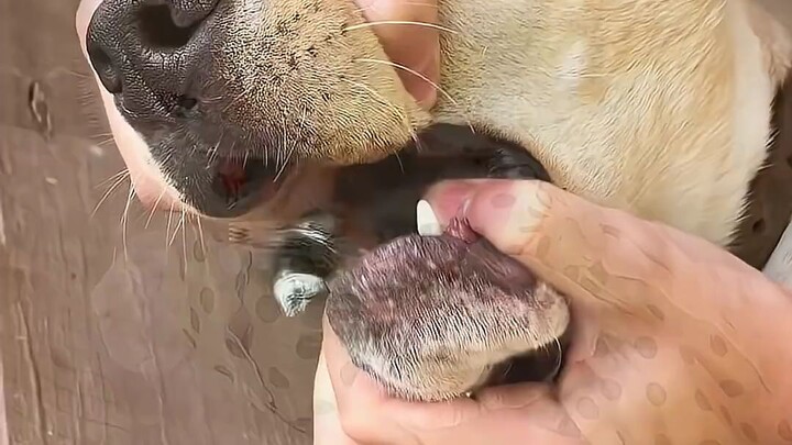 Esse inseto saiu da boca do cachorro! 😳Cute Cat V/S Black Cat 🐱🖤 Welcome to our CatsYouTube chann