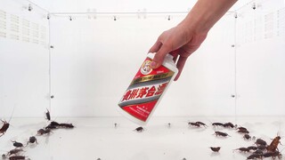 [Life]What will happen if I feed Mao Tai to cockroaches