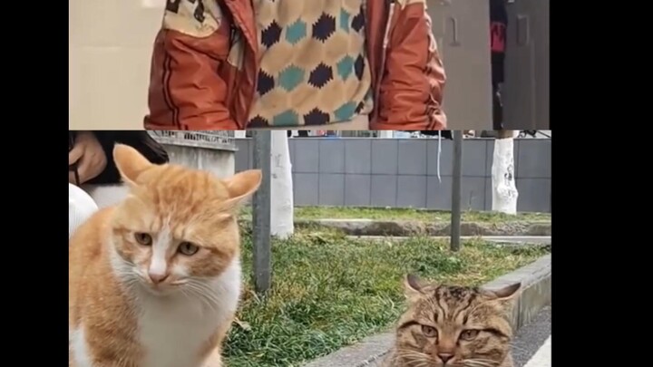 A man's helplessness, in a meow version—identical expressions, hahaha