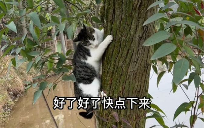 Nhờ Mizi đi cùng tôi chặt mía.
