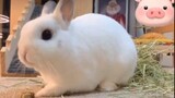 Cute pet cut #Rabbit