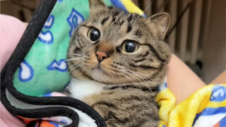 Hanya karena sebagian orang tidak bisa melahirkan anak kucing sendiri, apakah itu berarti orang lain