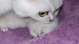 Mama cat carries baby kittens back and forth | Scottish Fold cat Bonbon talks to her meowing kitties