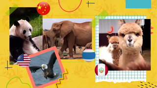 National Animals of Seven Countries