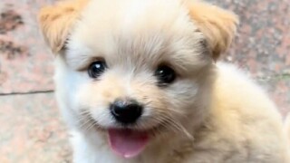 来自田园犬幼崽的治愈瞬间,什么最可爱,当然是小土狗啦！
